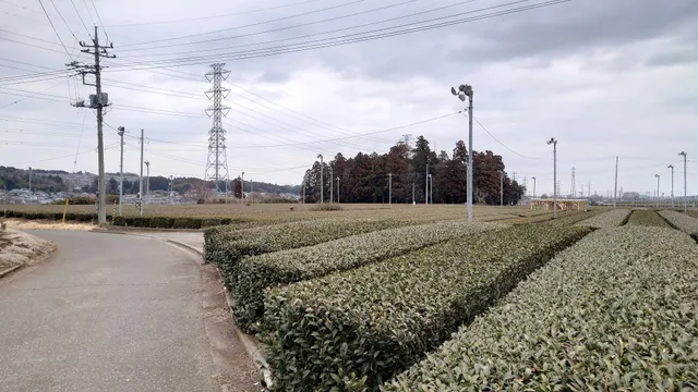 Tea Field Terrace Chanowa