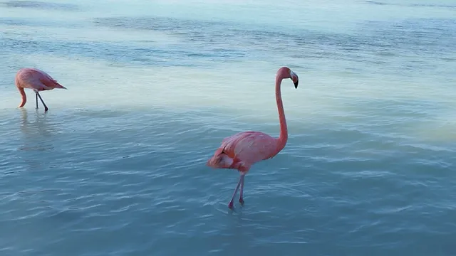 Renaissance Island Nature Trail