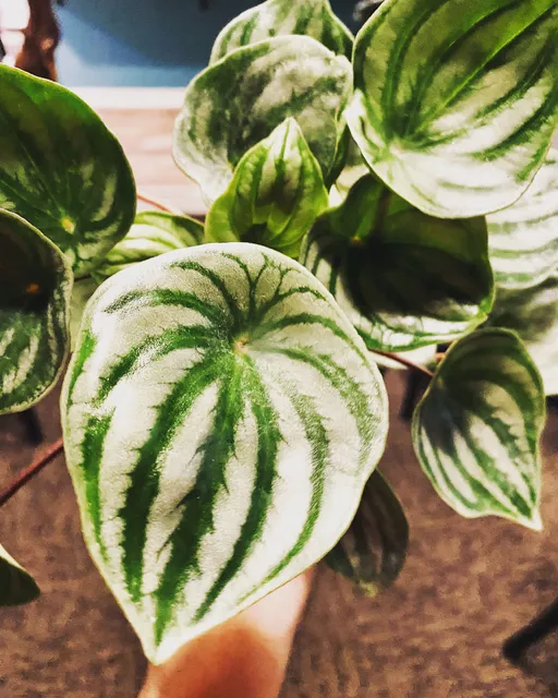 Little Shop of Floras