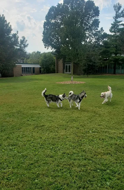Spring Avenue Dog Park