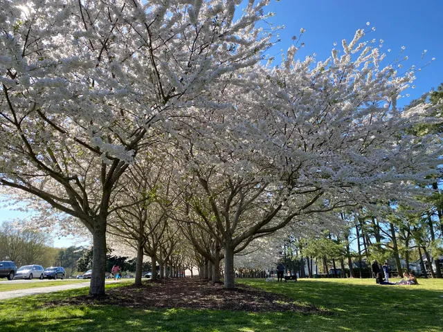 Cherry Blossom Trees - Red Wing Park