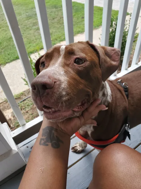 Clayton County Animal Control