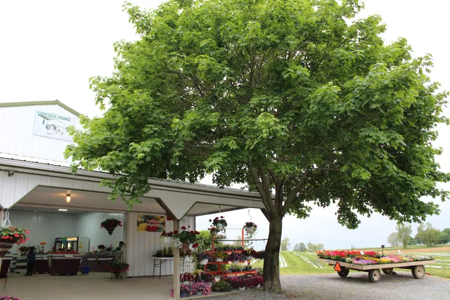 Everfresh Produce (Cut Your Own Flowers)