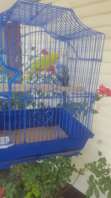 Warren Tomato Market