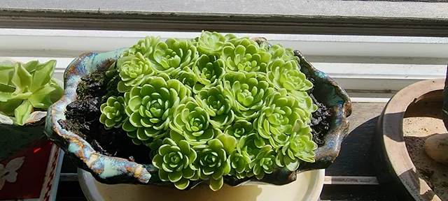 옛날가마솥소머리곰탕