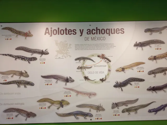 ANFIBIUM: Museo del Axolote y Centro de Conservación de Anfibios