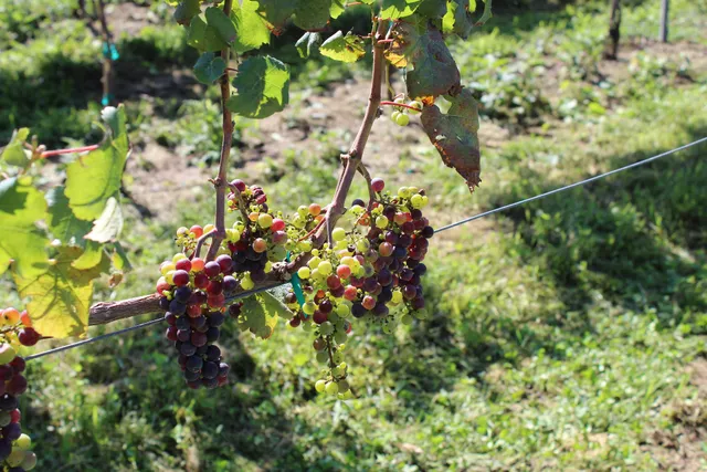 Johnson's Legacy Vineyard