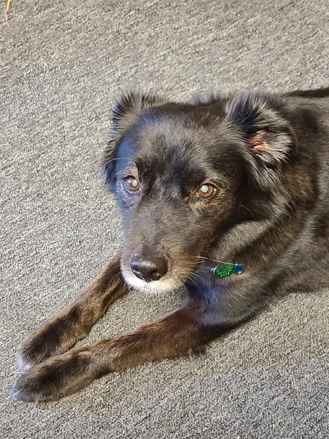 Traveling Traders Estate Buyers