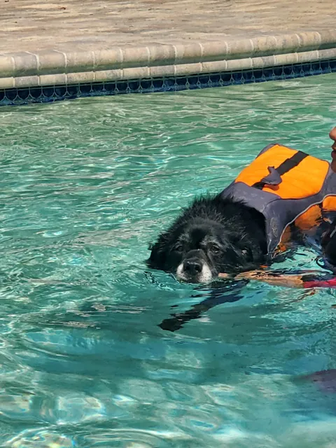 Dip'n Dogs Canine Swimming