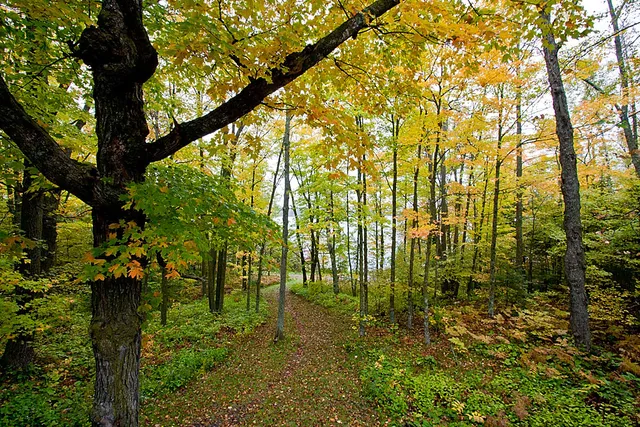 Schoolcraft State Park