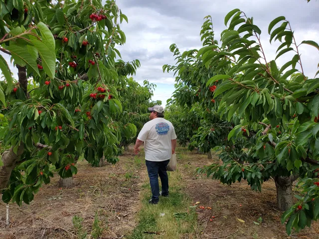 Ray French Orchard