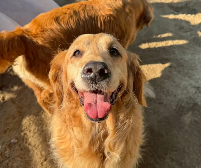 Hidden Gem Pet Resort