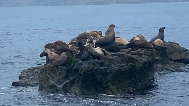 La Jolla Caves Snorkel & Watersports