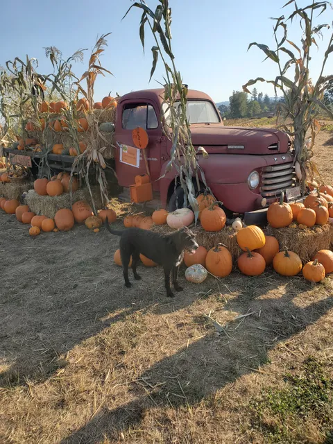 Scholls Ferry Farm Pumpkin Patch