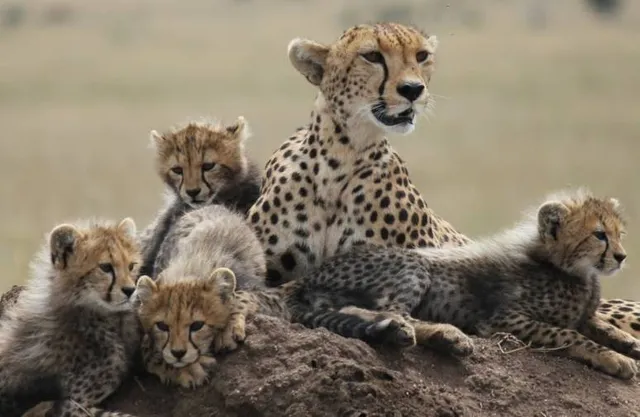 Joagro Safaris Tanzania