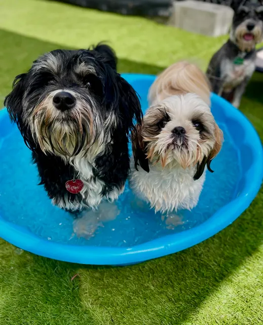 Magnolia Mutts Boarding & Daycare