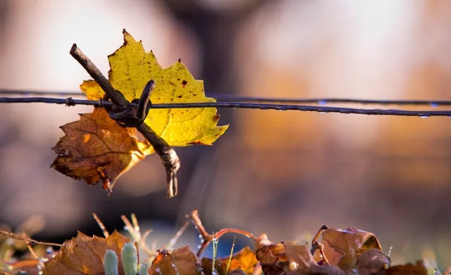 Domaine des Pierrettes