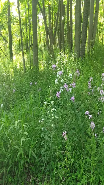 Little Meadows Services Center