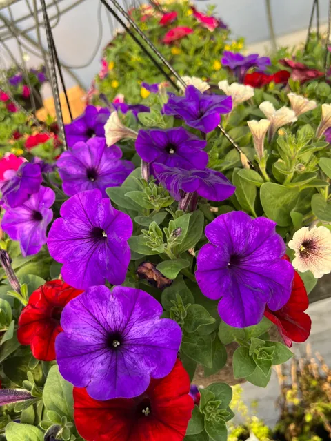 Country Flower Kettle