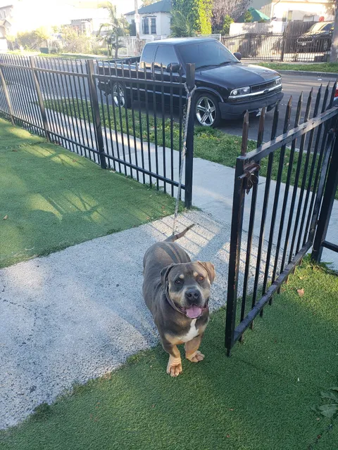 Magic Johnson dog park