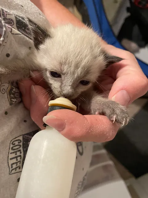 Kitten Rescue NW San Antonio