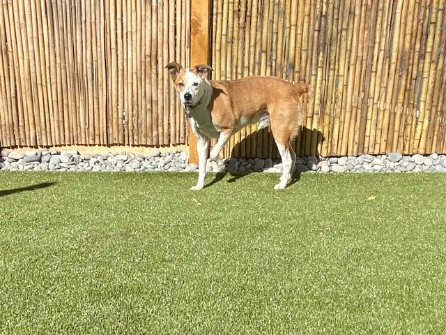 Zen Doggy Den | Dog Training Boarding Day Care