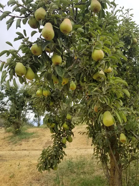 U-Pick Apple Orchard