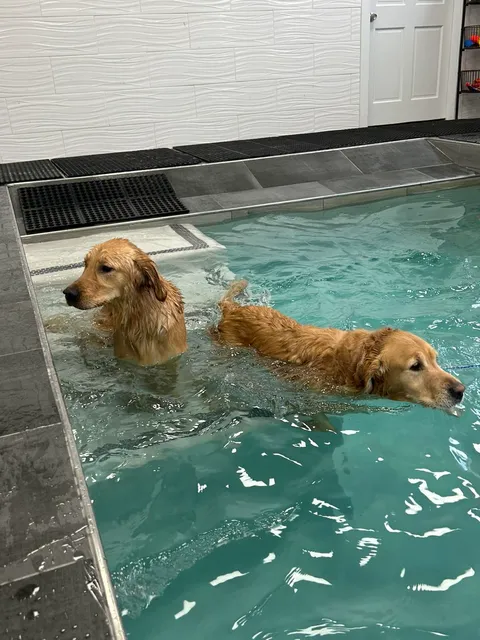 Pampered Pets Resort and Spa