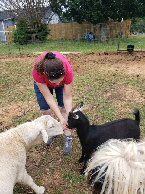 Nomad's Animal Encounter