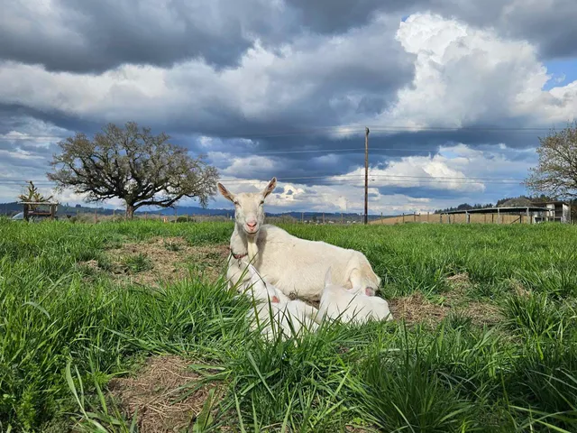 Oak Creek Family Farm