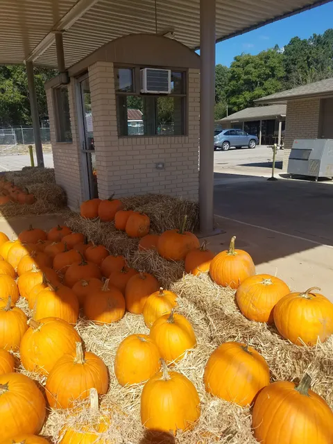 The Little Walnut Tree