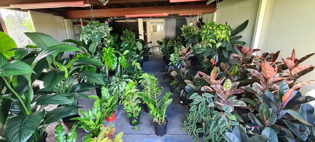 The Ruby Plants - Affordable Nursery Brisbane