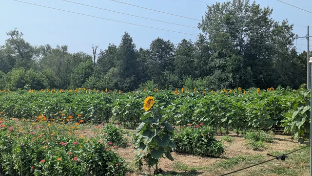 Stapleton’s Farm Market