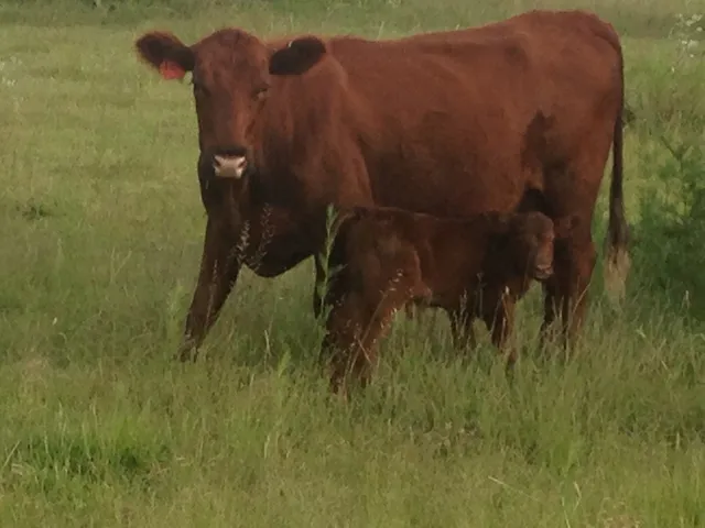 Pieper Red Angus