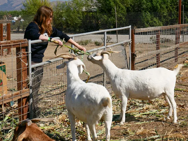 Swank Farms, The Experience