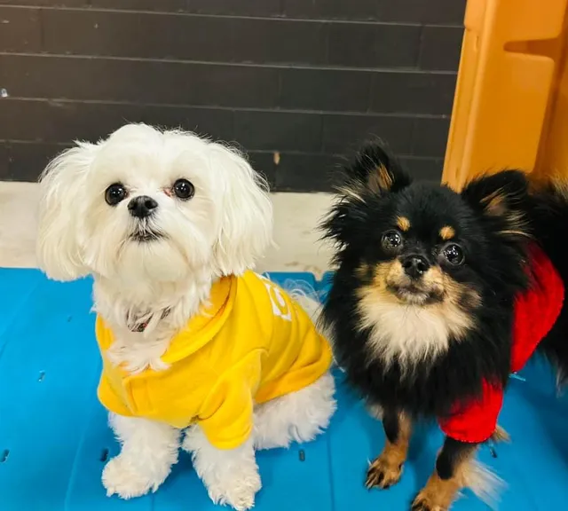 LaBark Place Dog Daycare and Overnights