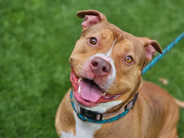 San José Animal Care Center