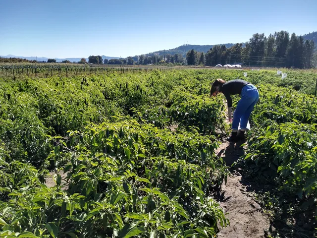 Norm Lehne Garden & Orchards