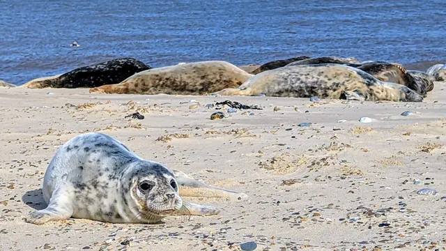 Norfolk Coast National Landscape