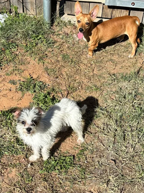 Humane Society of Odessa