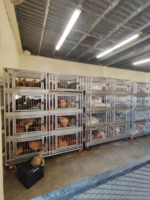 Watkins Street Live Poultry