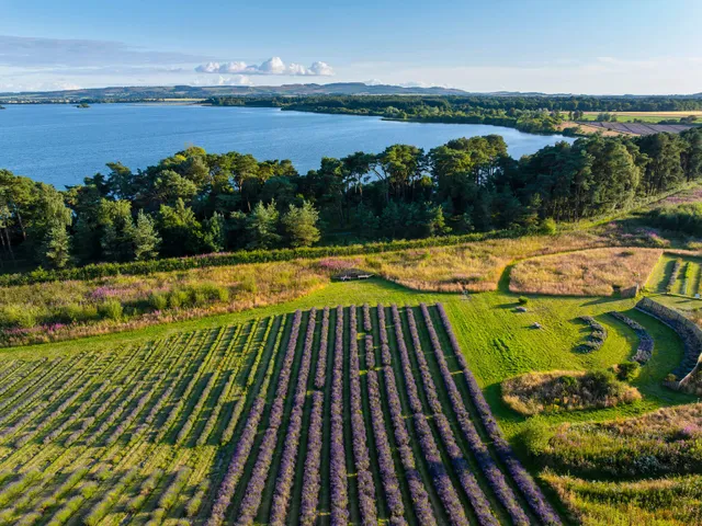 Scottish Lavender Oils