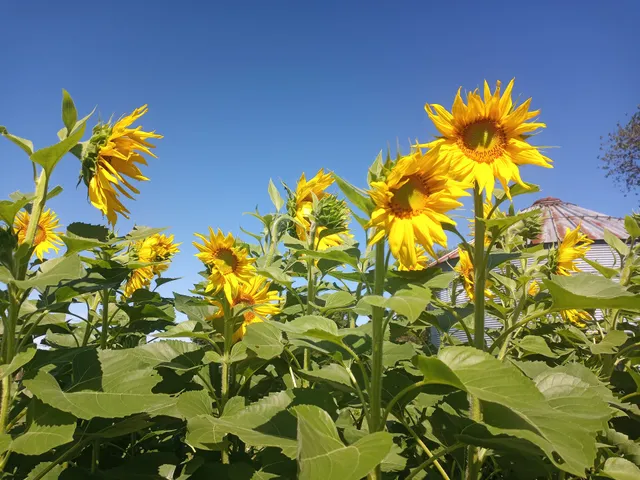 Armands Harper Valley Farms