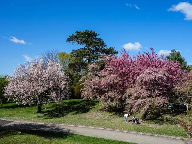 Cherry Collection, NYBG