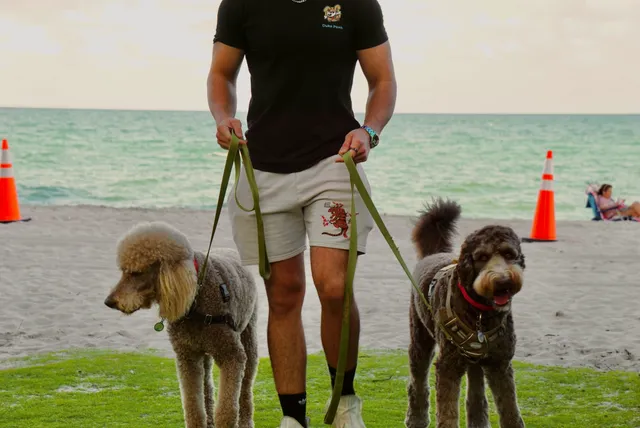 Duke Paws Dog Walking & Pet Sitting