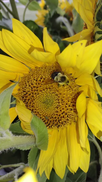 Les Cheneaux Farmers & Artisan Market