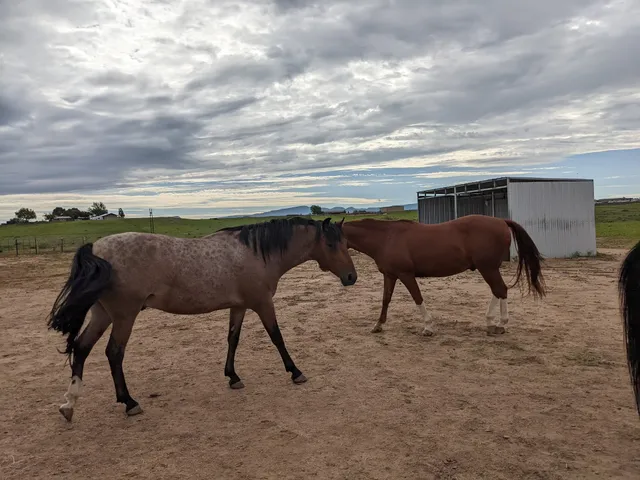 Blue Moon Rescue & Sanctuary