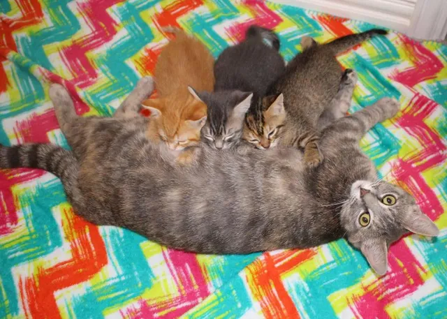 Take Me Home Pet Rescue