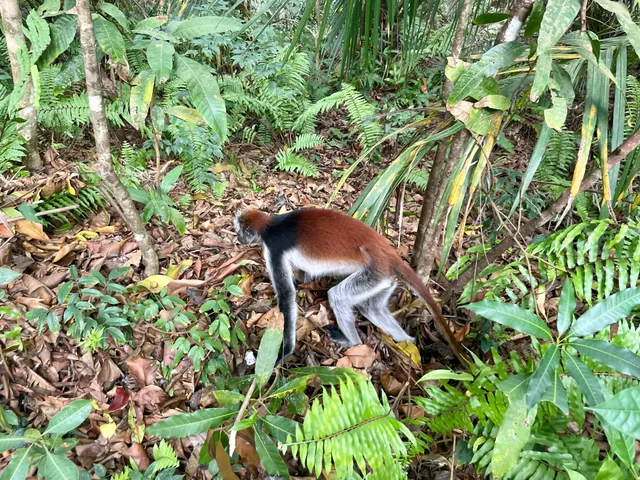 Zanzibar South & Central