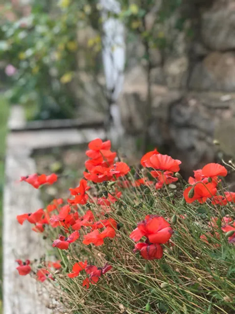 The Snowy Mountains Travellers Rest